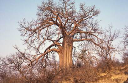 Baobab Tree